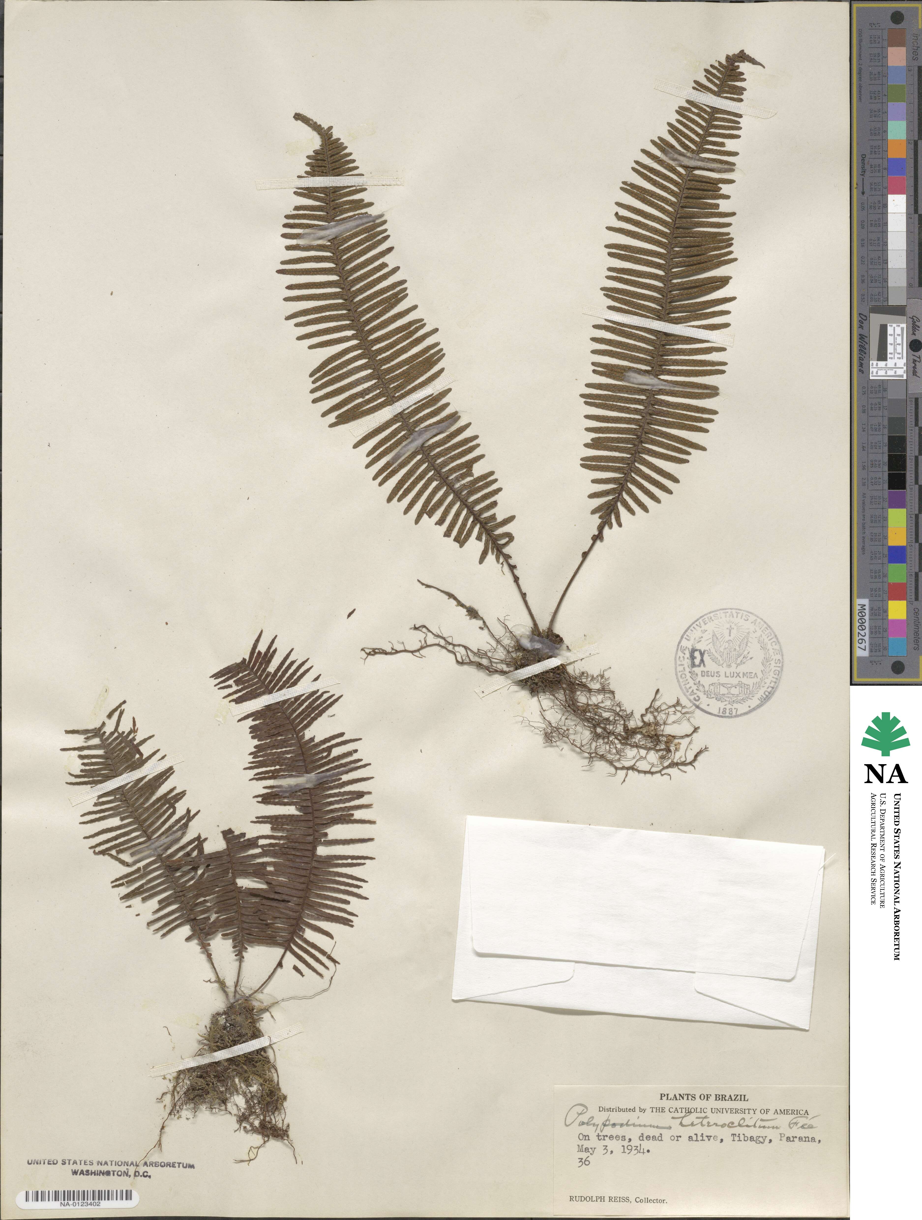 Polypodium heteroclitum image