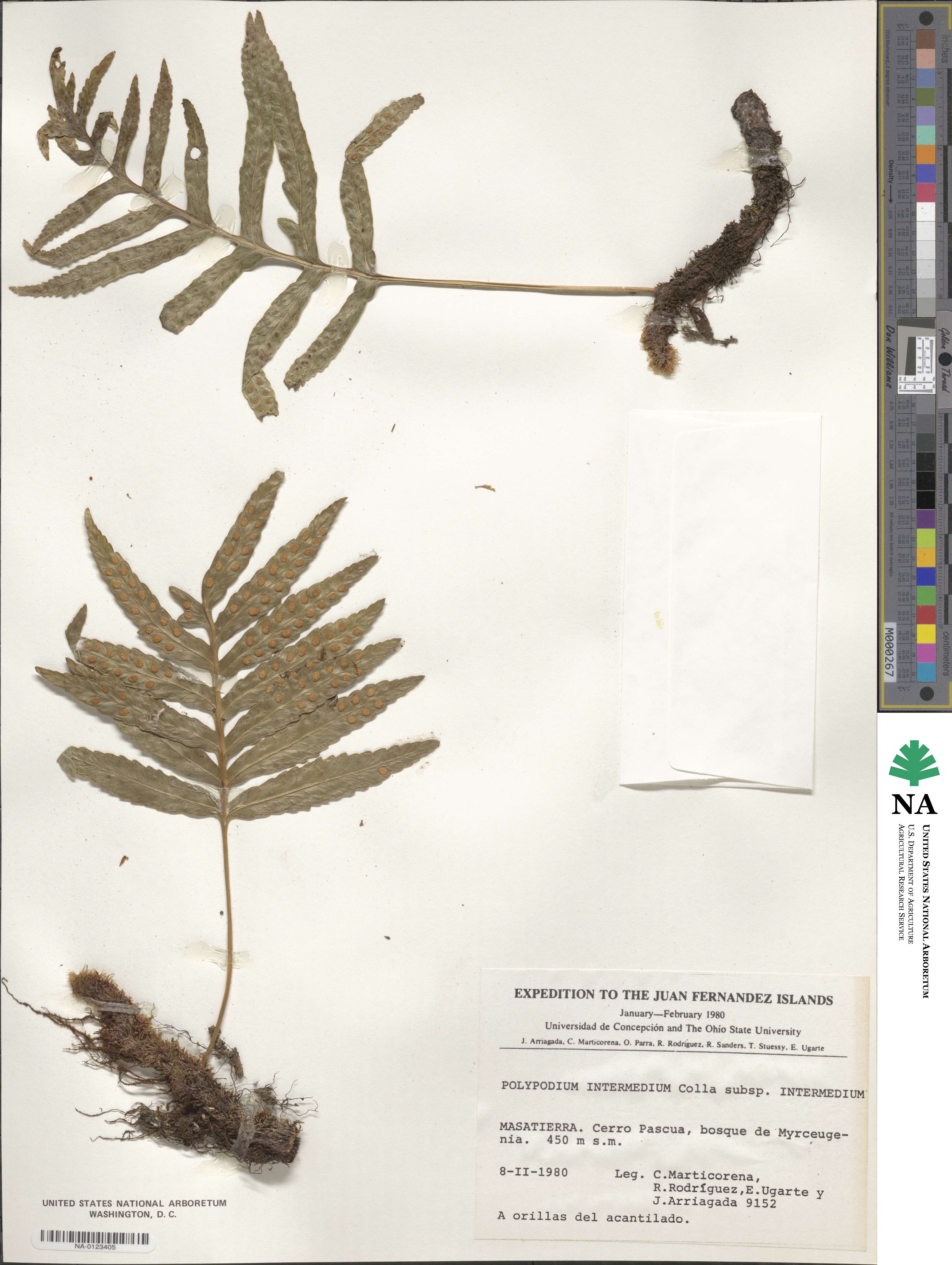 Polypodium intermedium image