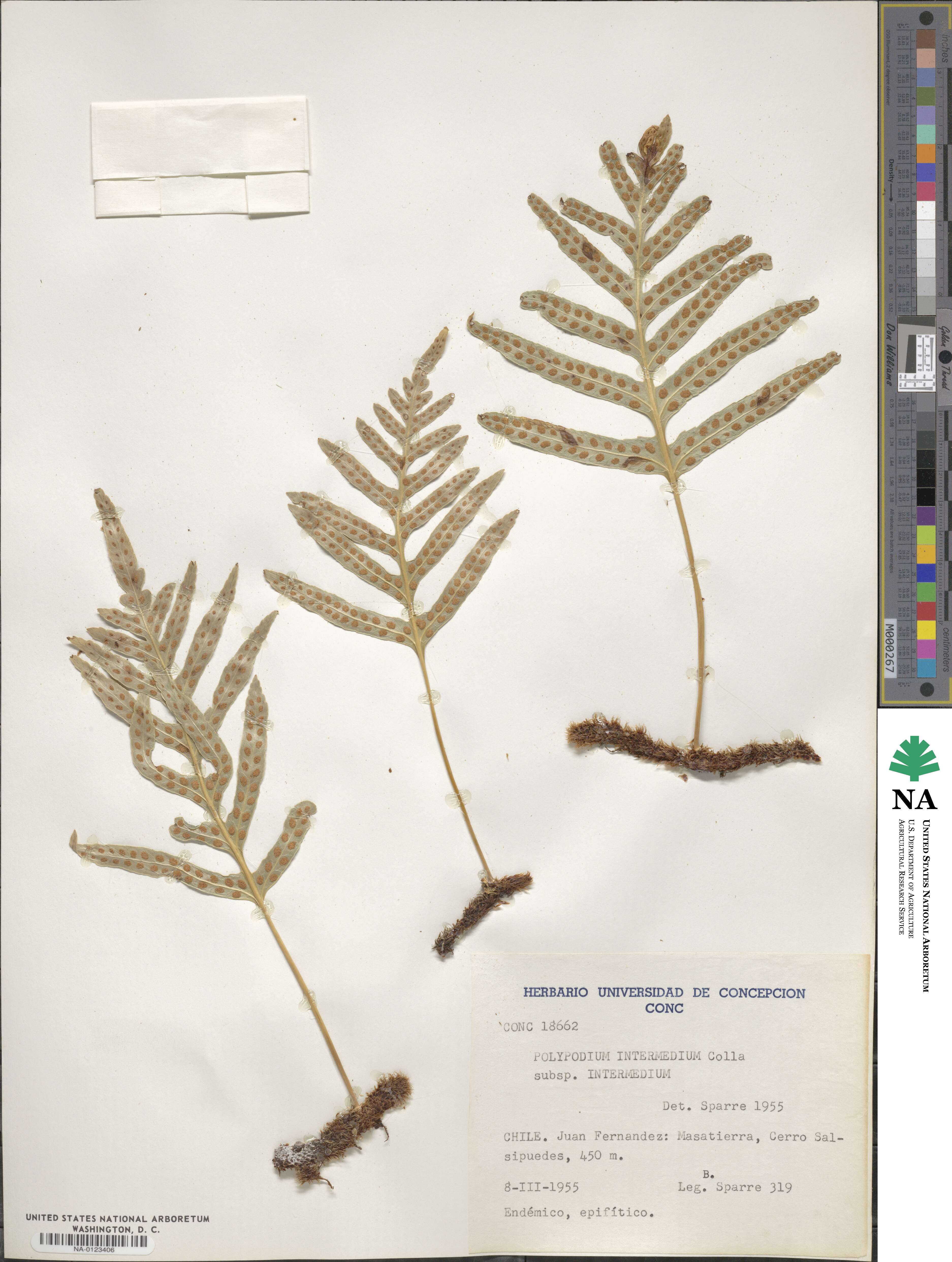 Polypodium intermedium image