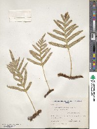 Polypodium intermedium image