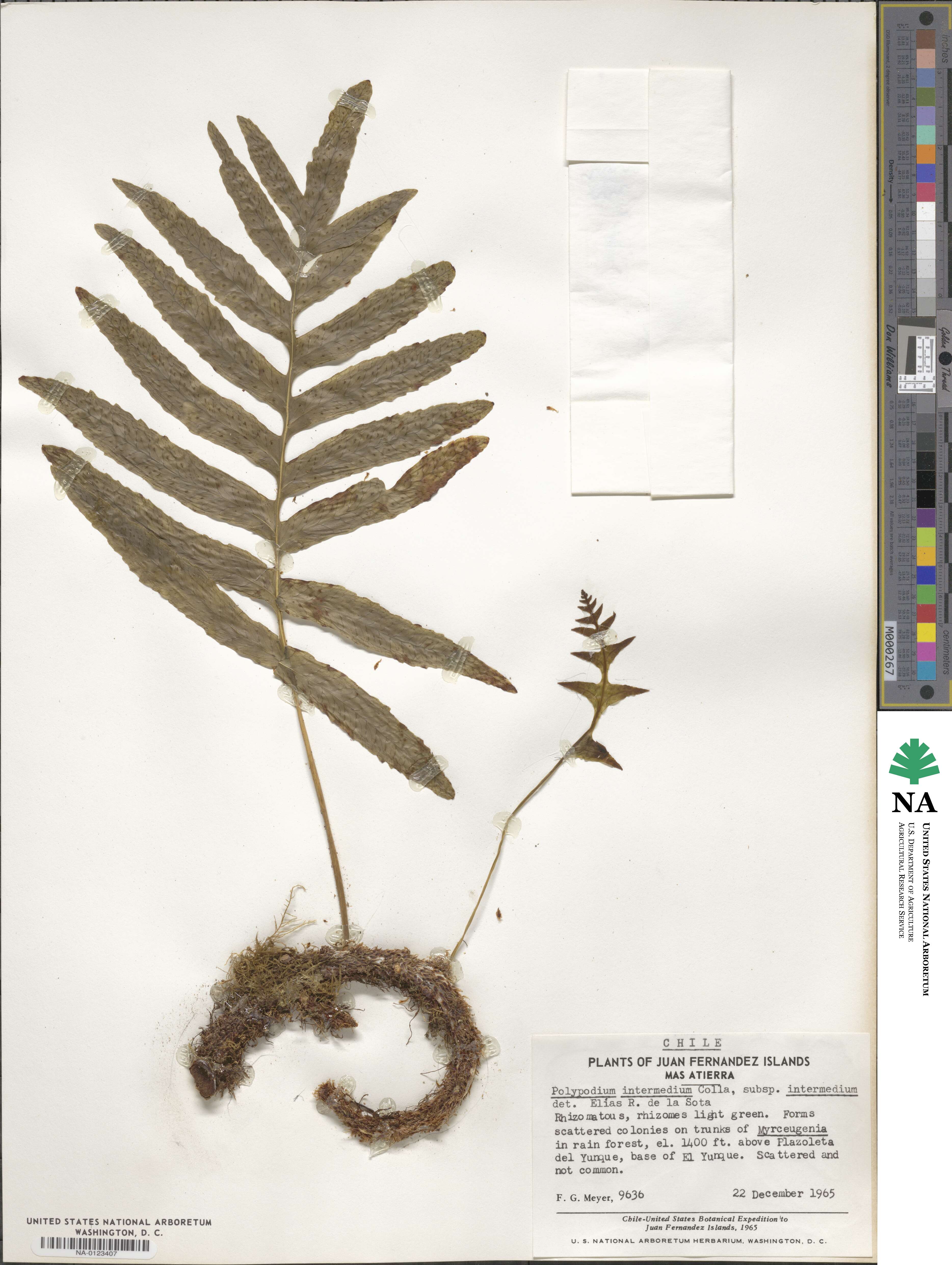 Polypodium intermedium image