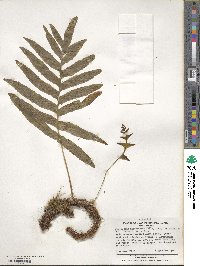 Polypodium intermedium subsp. intermedium image