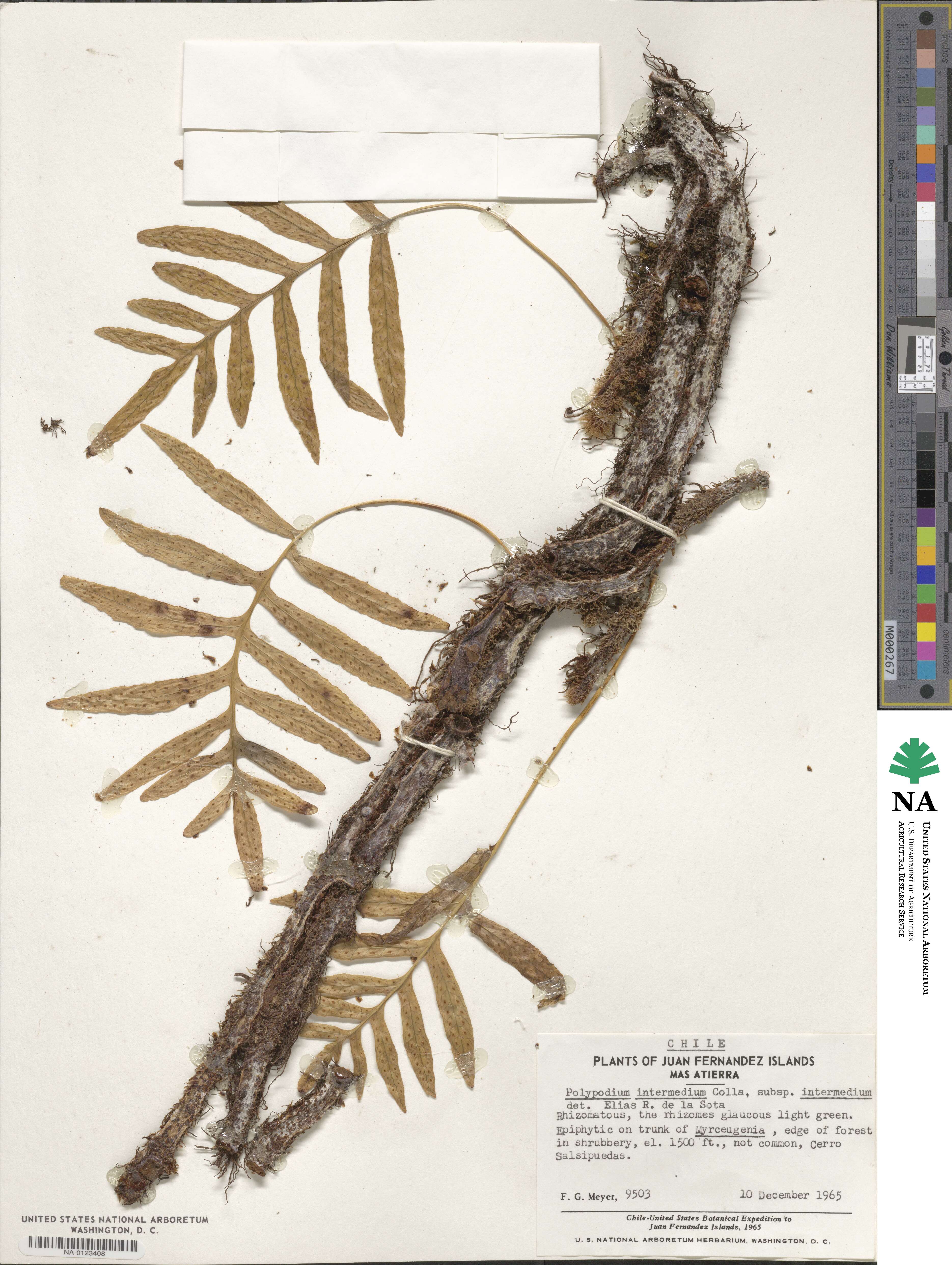 Polypodium intermedium subsp. intermedium image