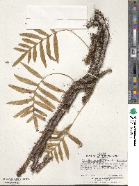 Polypodium intermedium image