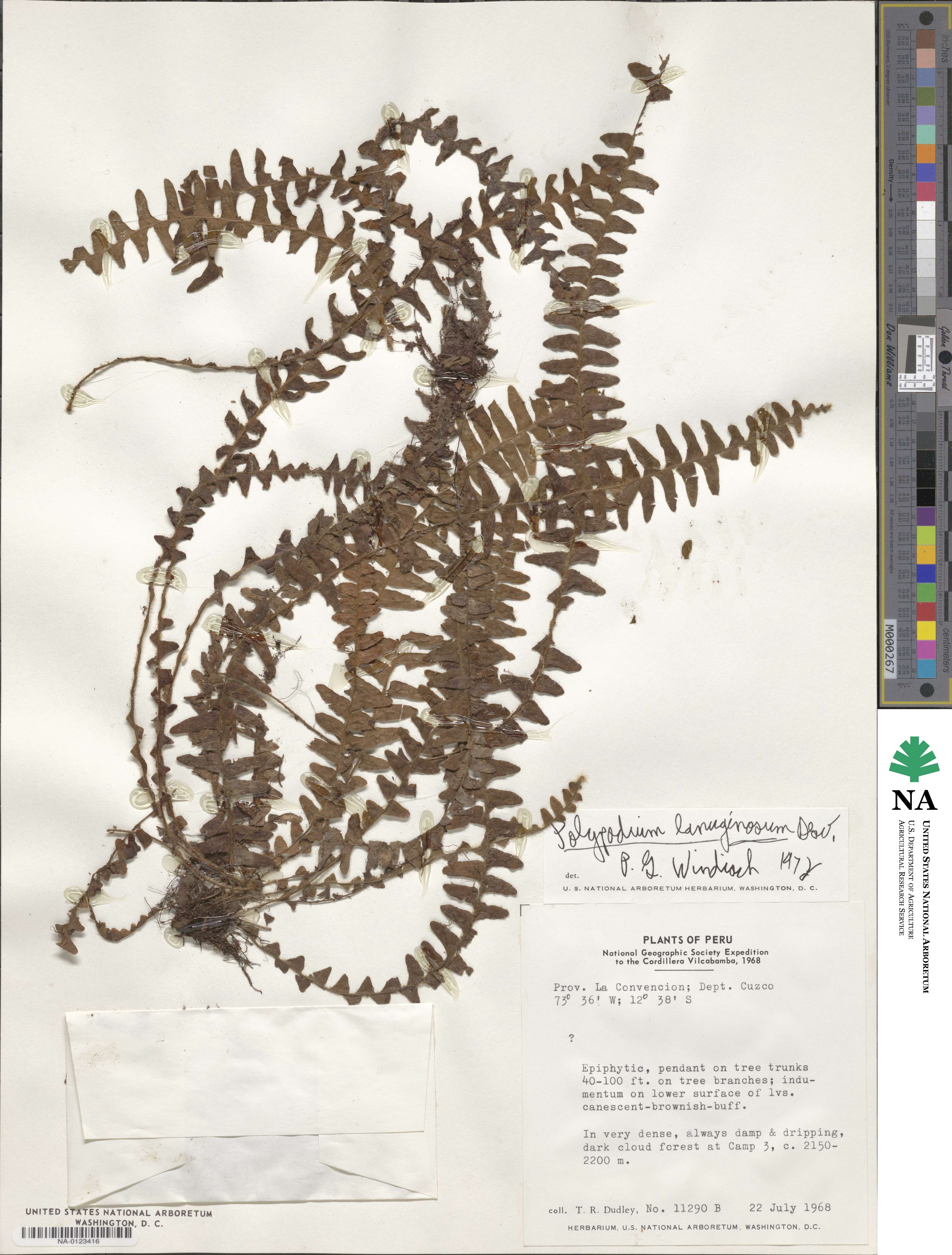 Polypodium lanuginosum image