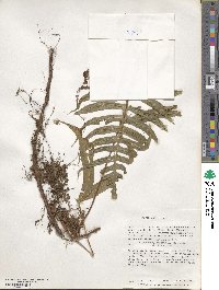 Serpocaulon latipes image