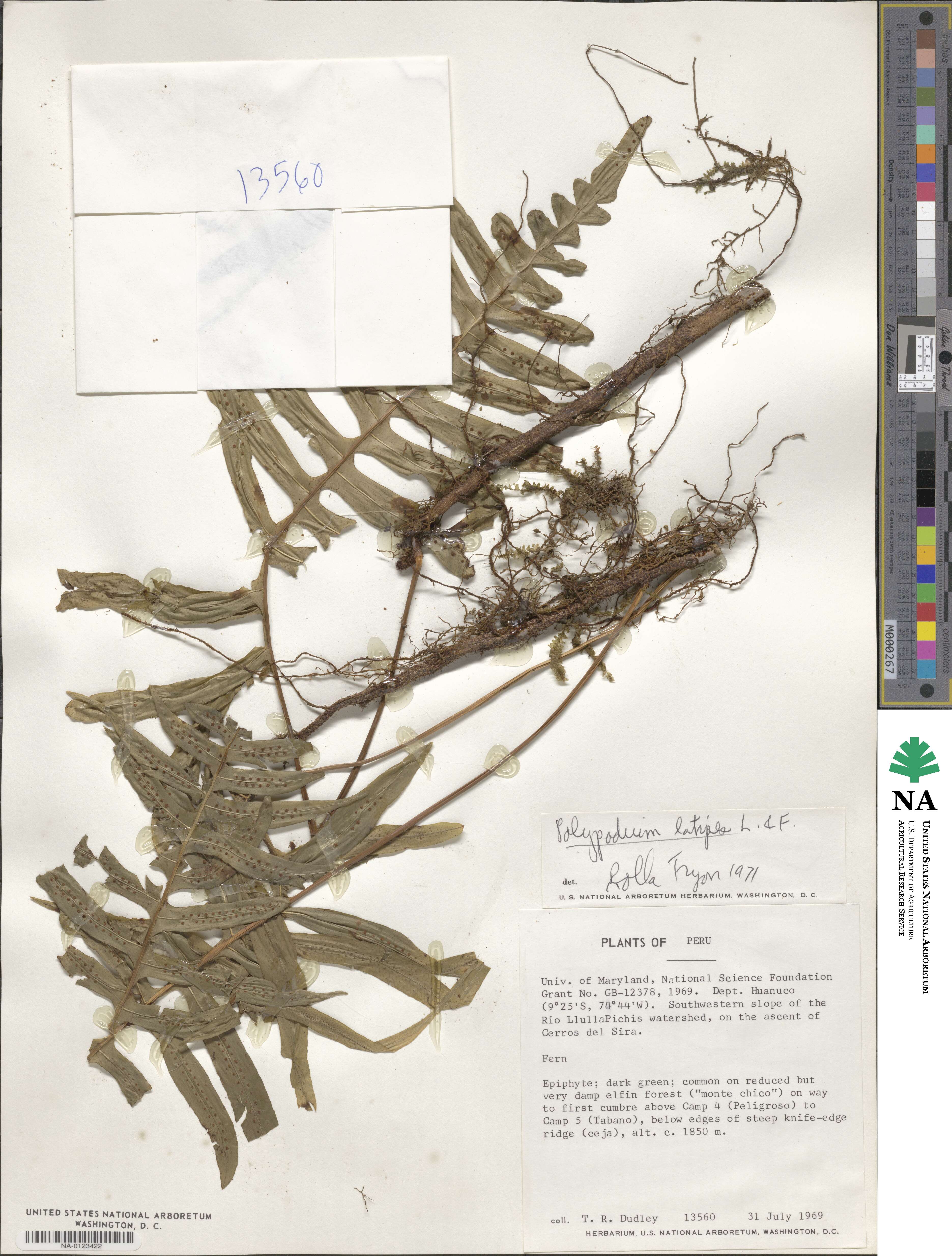 Serpocaulon latipes image