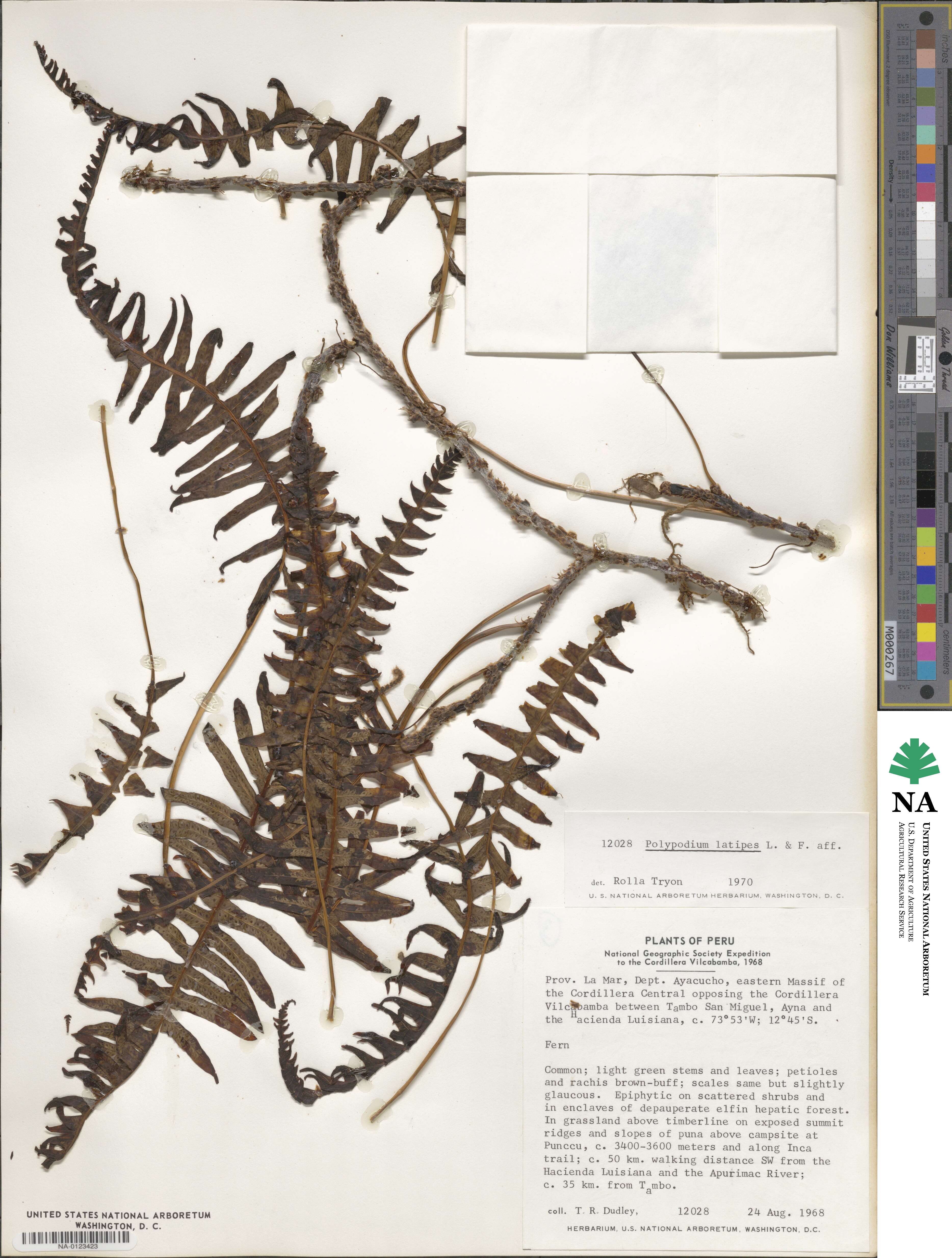 Serpocaulon latipes image