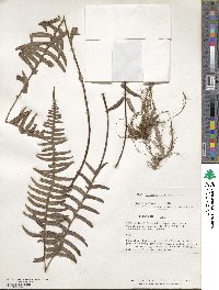 Serpocaulon loriceum image