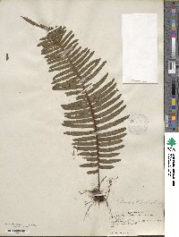 Polypodium pectinatum image