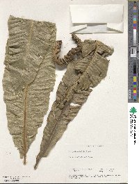 Polypodium phyllitidis image