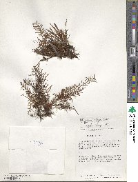 Polypodium pilipes image