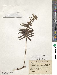 Image of Polypodium punctulatum