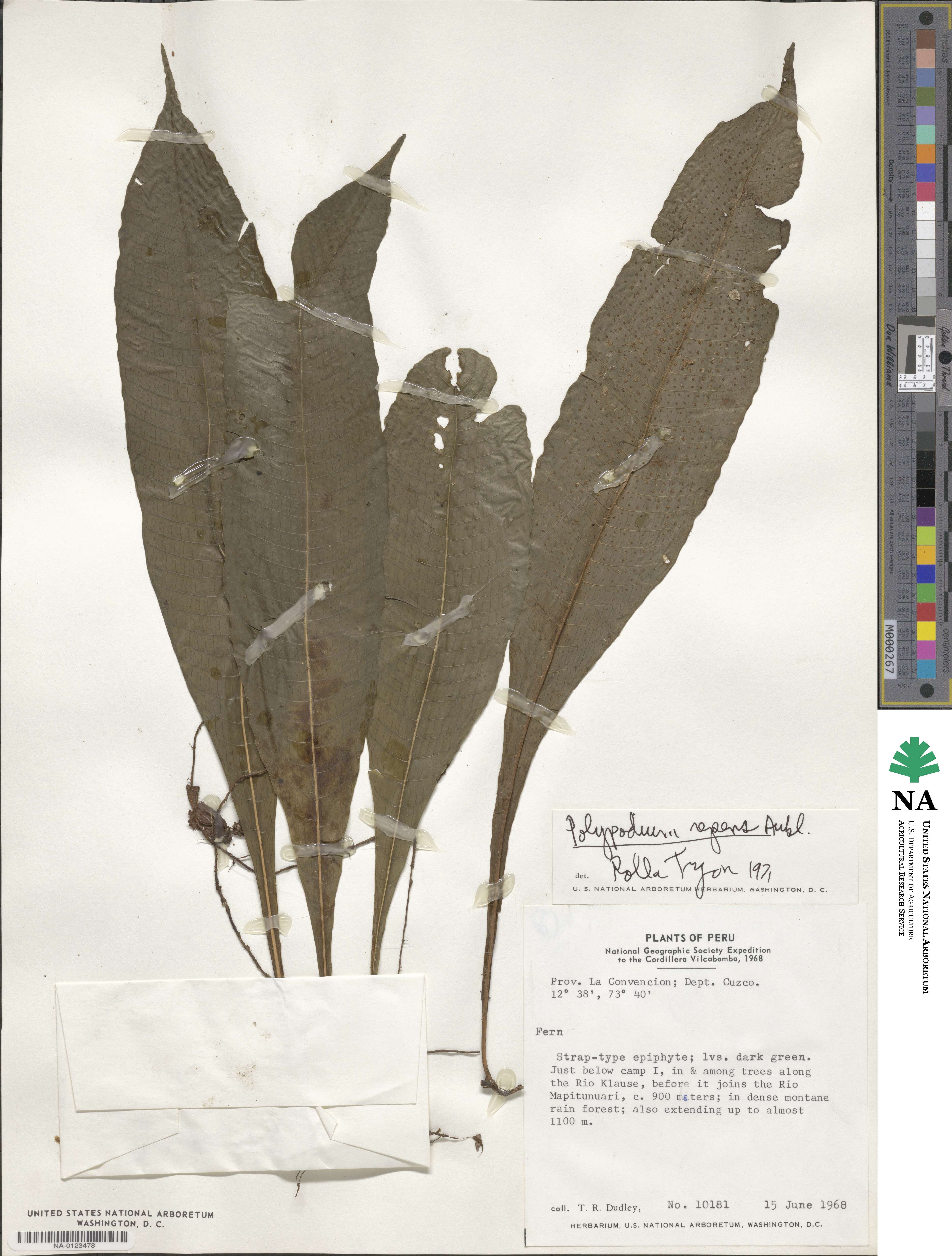 Polypodium repens image