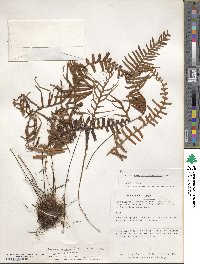 Lellingeria subsessilis image