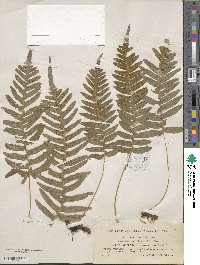 Polypodium vulgare image