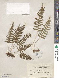 Polypodium vulgare image