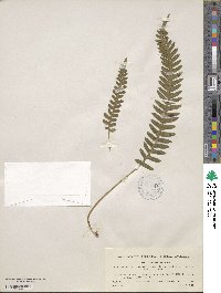 Polypodium vulgare image