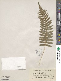 Polypodium vulgare image