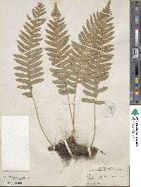 Polypodium vulgare image