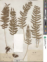 Polypodium vulgare image