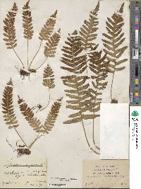 Polypodium vulgare image