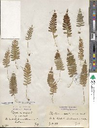 Polypodium vulgare image