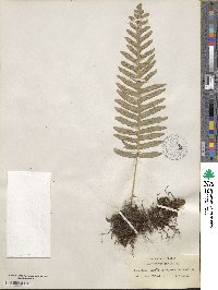 Polypodium vulgare image