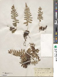 Polypodium vulgare image