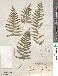 Polypodium vulgare image