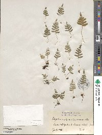 Polypodium vulgare image