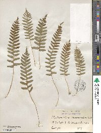 Polypodium vulgare image