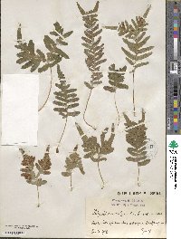 Polypodium vulgare image