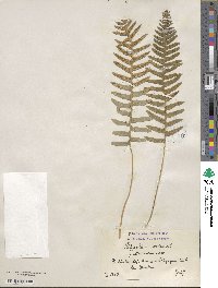 Polypodium vulgare image