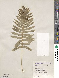 Polypodium vulgare image