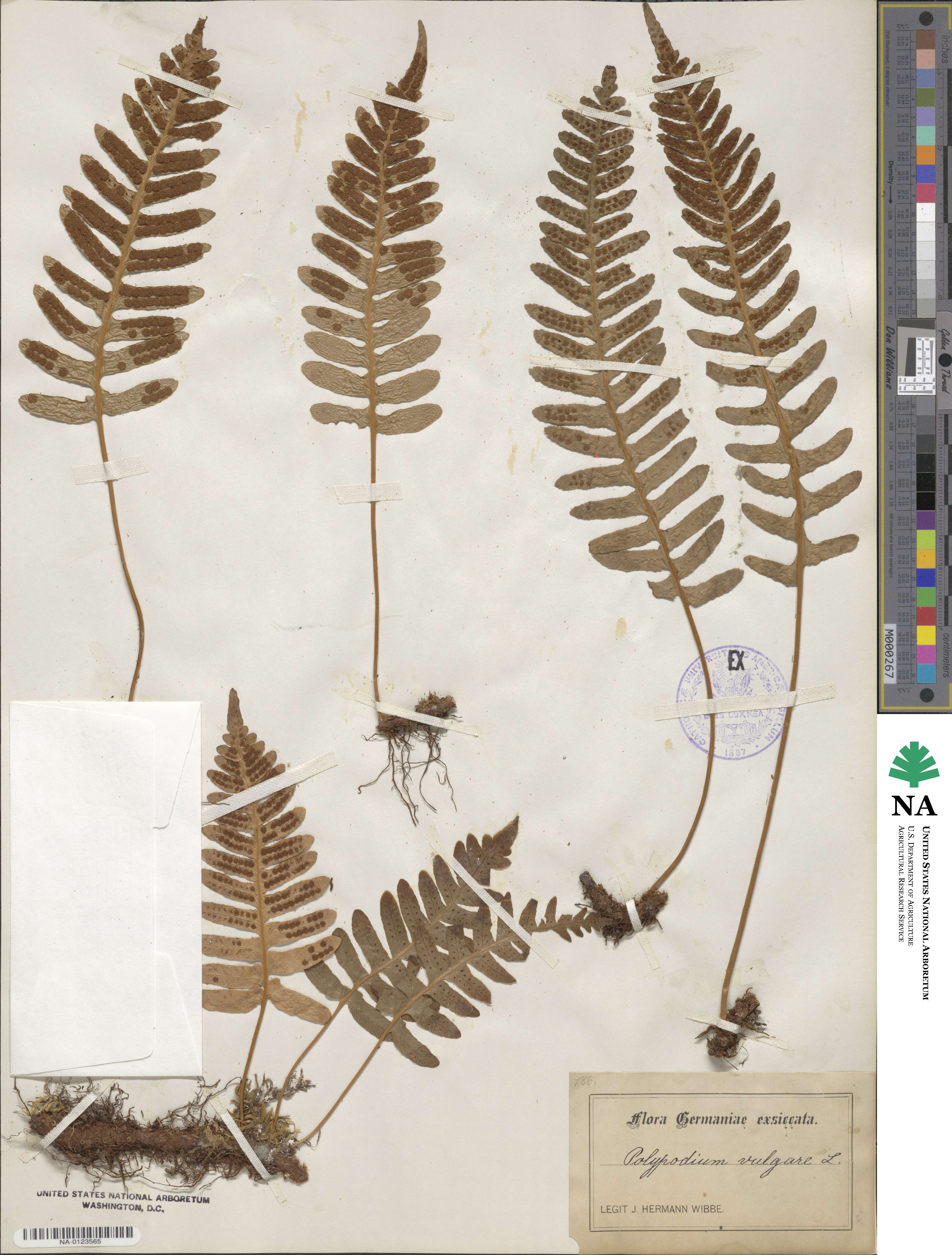 Polypodium vulgare image
