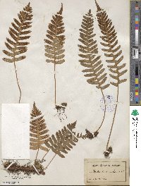 Polypodium vulgare image