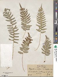 Polypodium vulgare image