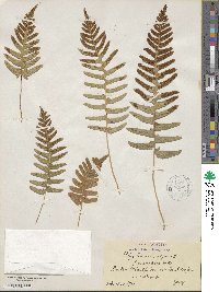 Polypodium vulgare image