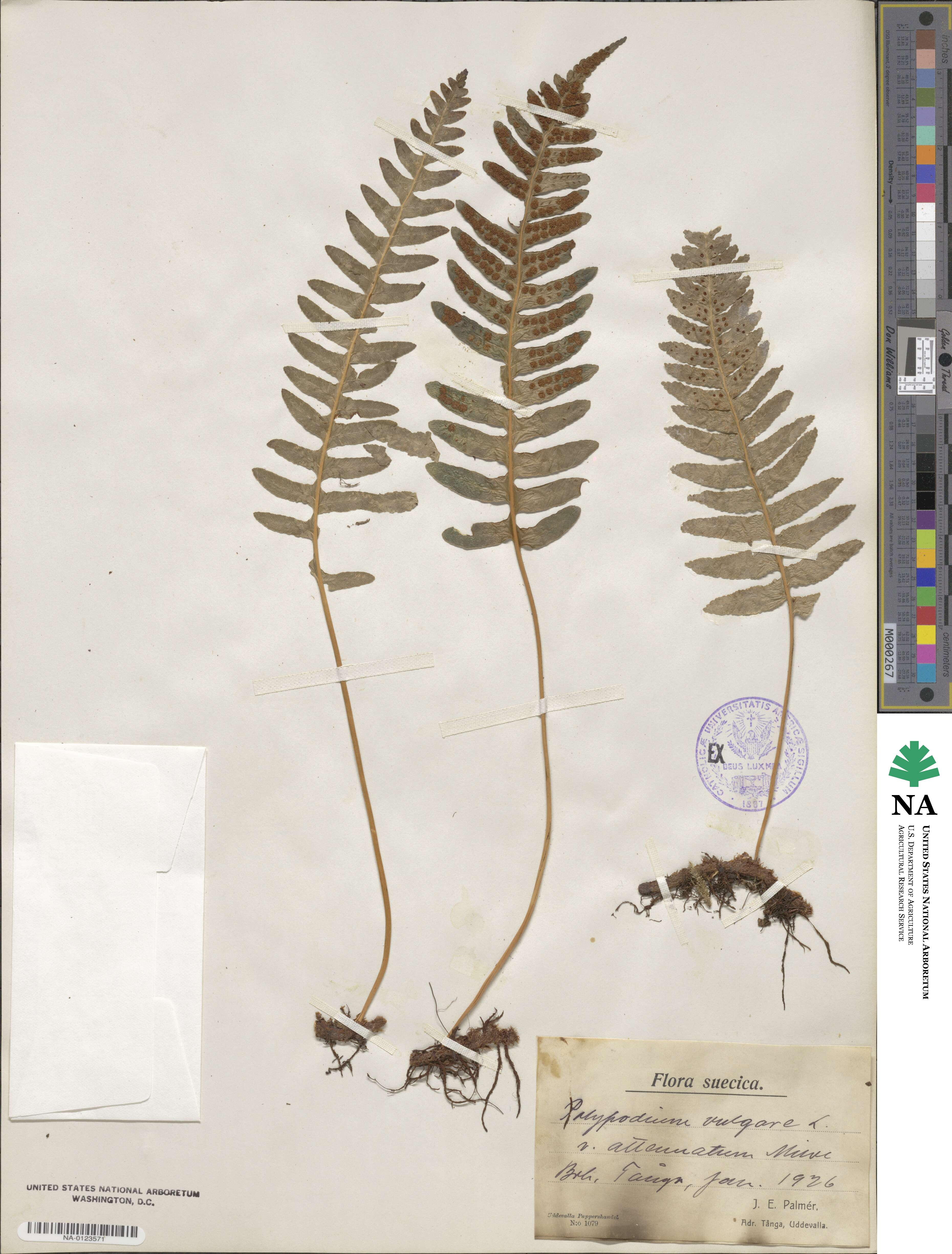 Polypodium vulgare subsp. vulgare image