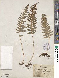 Polypodium vulgare subsp. vulgare image