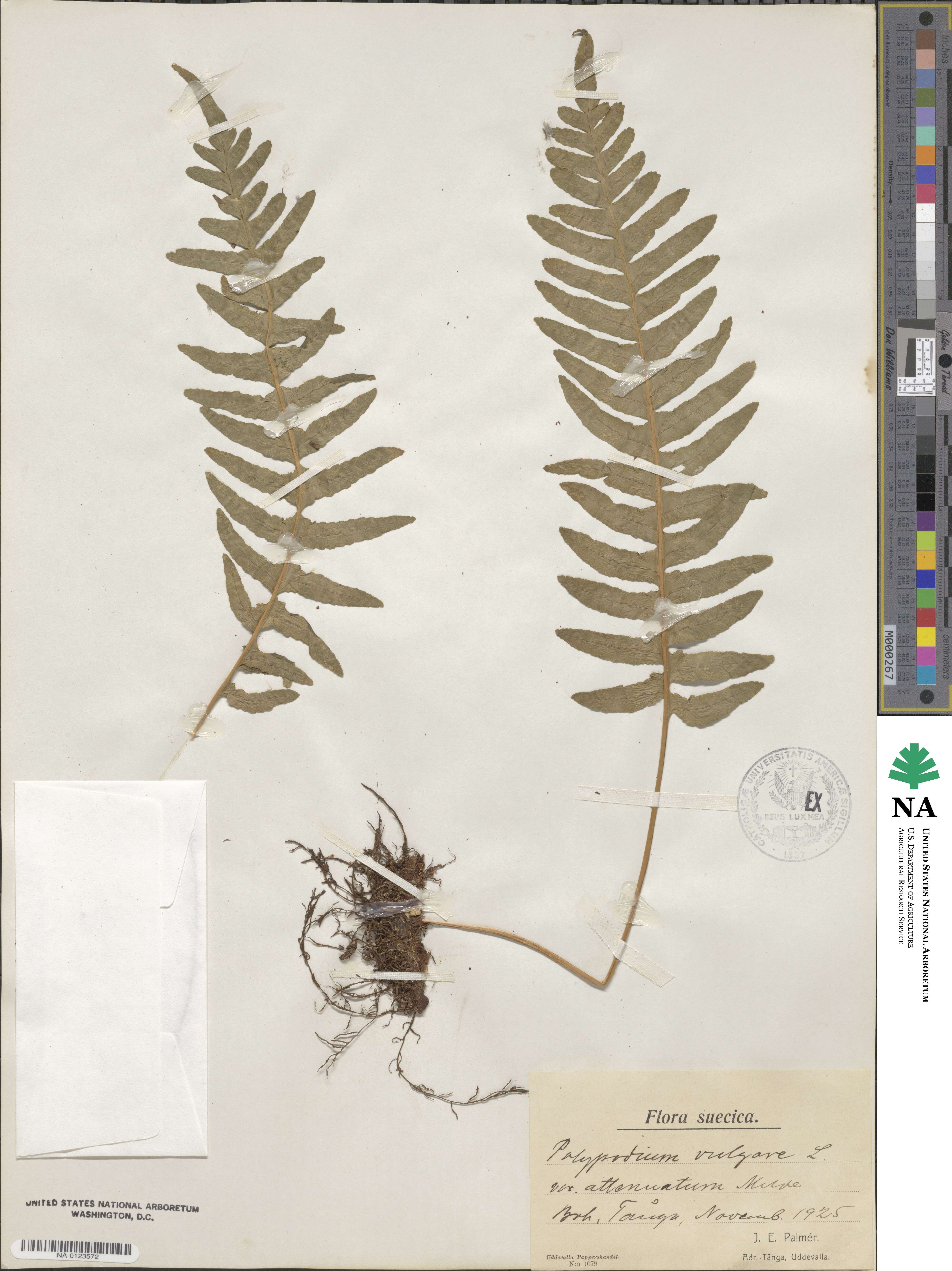 Polypodium vulgare subsp. vulgare image