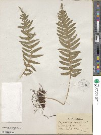 Polypodium vulgare image