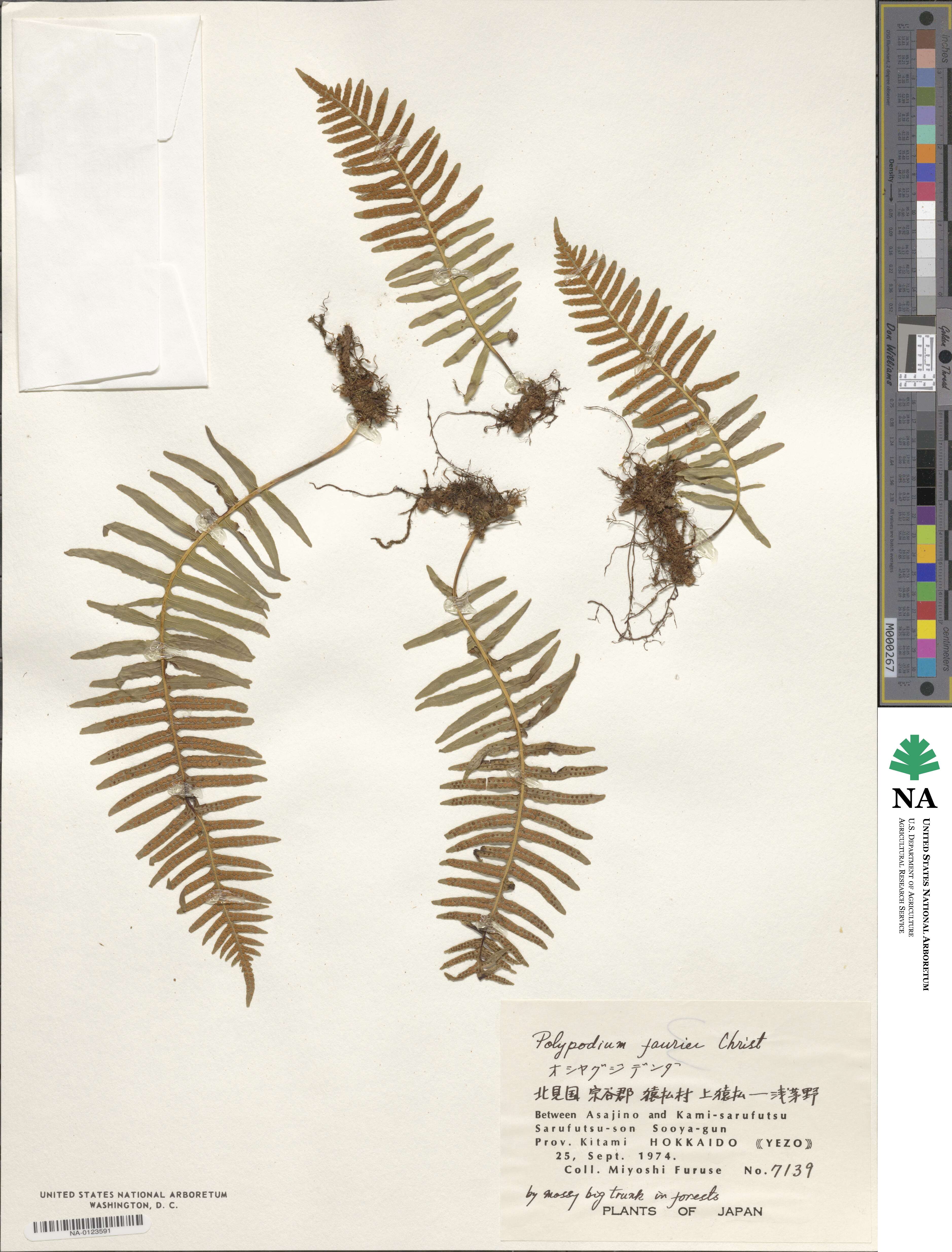 Polypodium fauriei image