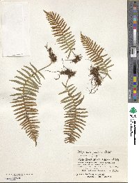 Polypodium fauriei image