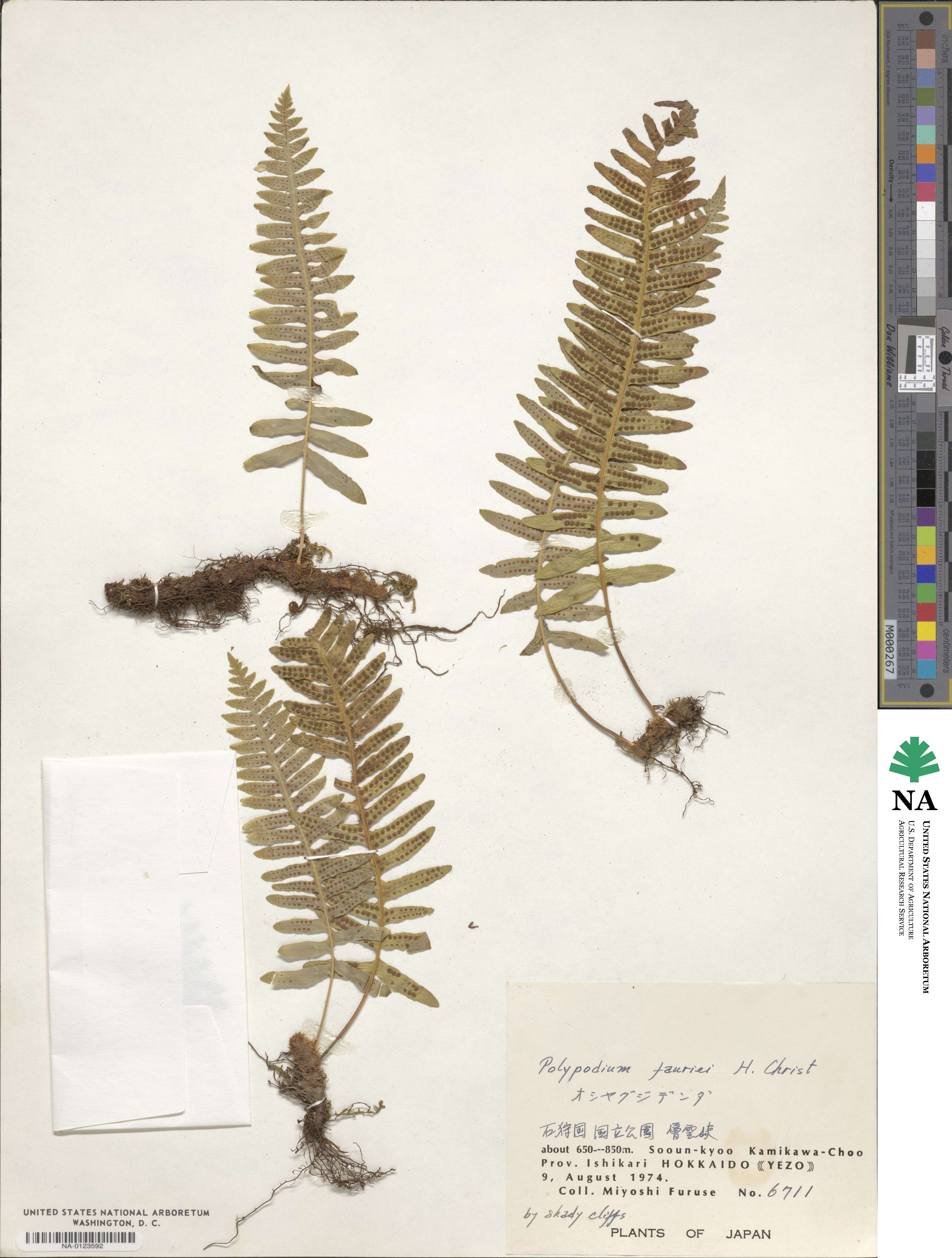 Polypodium fauriei image