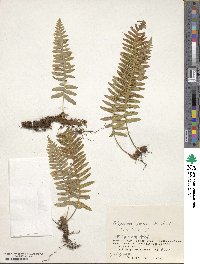 Polypodium fauriei image