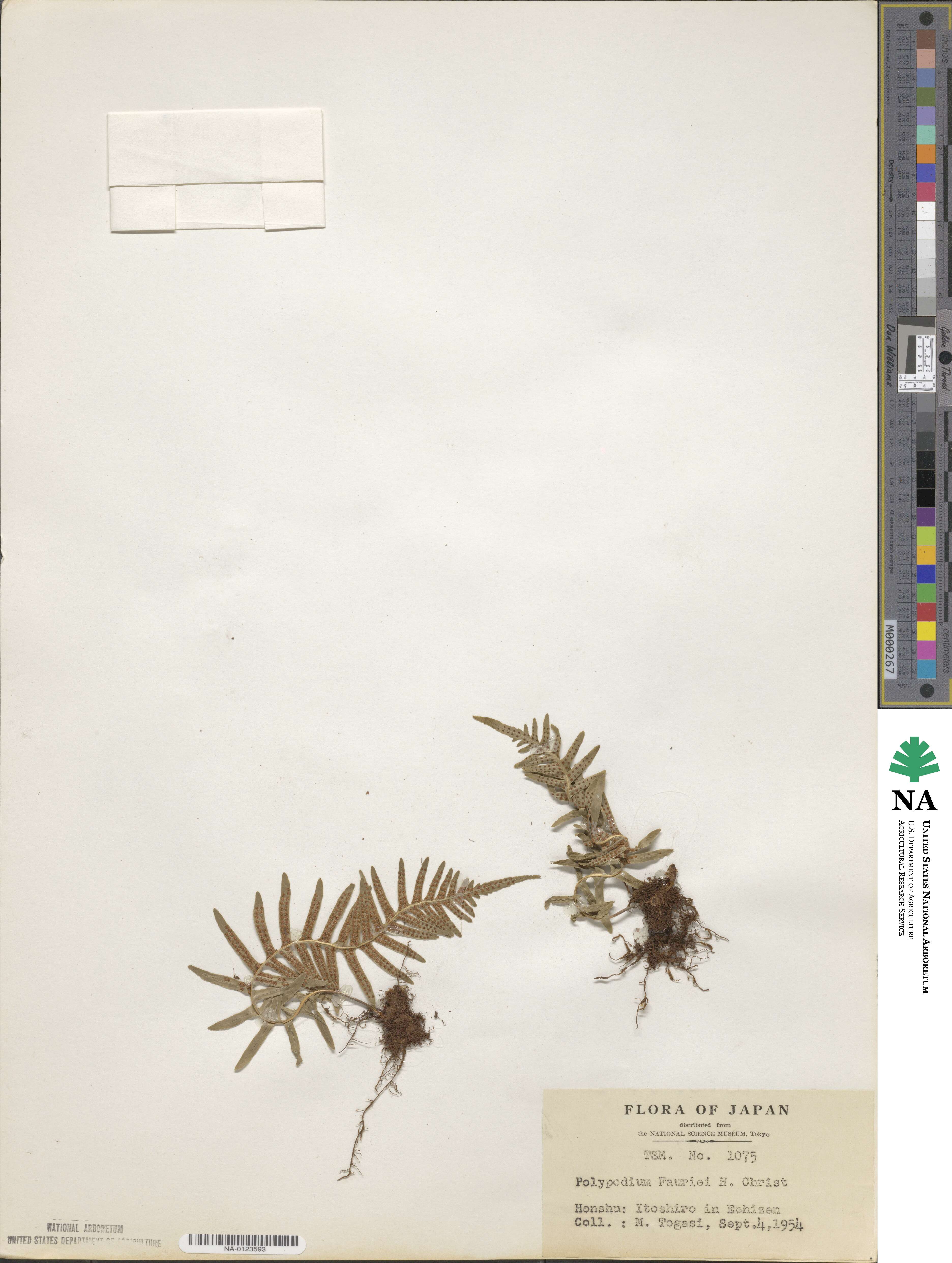 Polypodium fauriei image