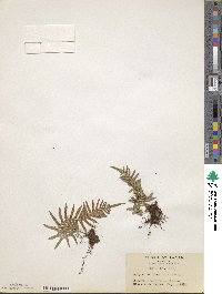 Polypodium fauriei image