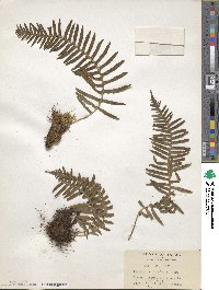 Polypodium fauriei image